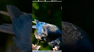 Crow | Wild Animals #shorts #wildlife #animal