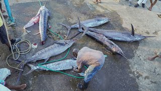 How Much Marlin Can You Catch In One Day | Port Antonio Portland Marlin Tournament Oct 8, 2024