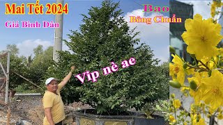 Bất ngờ với vườn mai quá đẹp loại nào cũng có | Làng Mai Bình Lợi