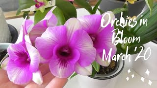 ORCHIES IN BLOOM : March 2020