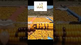 Allah is the best name of the world #shortvideo #viralshort #shortfeed #allah #islamicvideo