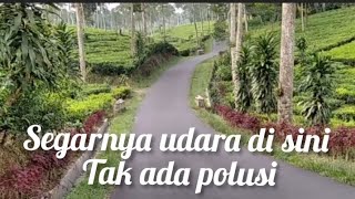 PENGEN PUNYA RUMAH DI SINI UDARA PASTI SEGAR TANPA POLUSI #kebunteh #tehtambi #dailyvlog#shorts