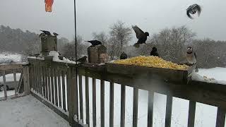 MY Bird Feeder During a Winter Storm