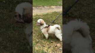 Heavy on children my dog #dog #doglover #labrador #shortvideo