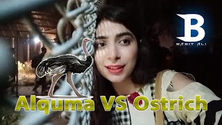 Alquma Vs Ostrich | Basit Ali Vlog