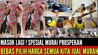 🔴MASUK LAGI ! SPESIAL MURAI PROSPEKAN HARGA MULAI 230RB GREAT A & STOK LAINYA BANYAK 0838-7553-6945