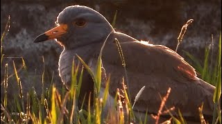 黄昏に染まった鳥　　　マガモ　コガモ　カルガモ　カイツブリ　オオバン　ノビタキ　ケリ　ノスリ　ダイサギ　カワセミ　モズ　ツグミ