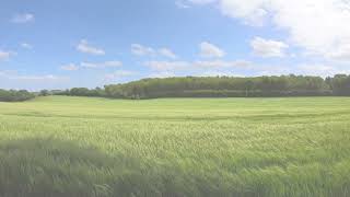 Soothing windy field ambient sounds | 1 HOUR |