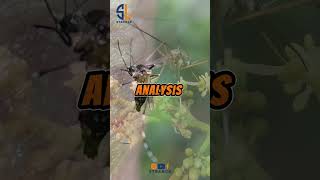 Mosquito body analysis #animals #animals #mosquitoes #viral #shorts #youtubeshorts