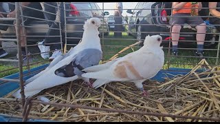 ZWOLEŃ Gołębie pigeons targ Andrzej W. 21.07.2024 cz.4/5💥Gołębie jasne i wyszwance Andrzeja Radom💥