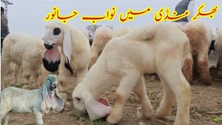 Awesome and beautiful animals in Mandi Mashallah / sheep and goat farming in Pakistan