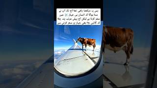 Cow travel first time for aeroplane #shorts #trending #aviation #shortsfeed