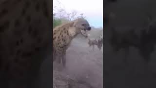 Poor Hyena All The Wild Dogs Tormented #hyena #wilddog #shorts #animals #wildanimals