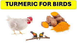 Turmeric for Birds: Unlocking the Health Benefits of This Golden Spice! |