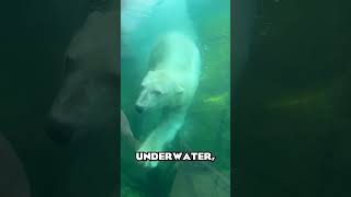 THE POLAR FRONTIER! | The Columbus Zoo | #SHORTS #ZOOTOURS #ColumbusZoo