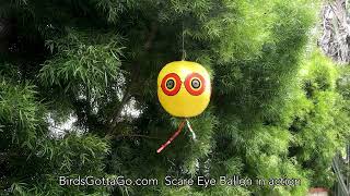 Bird Scare Eye Balloon  @  Birdsgottago.com