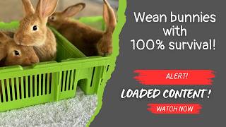 ZERO RABBIT DEATHS during WEANING: Your GUIDE to SUCCESSFUL RABBIT WEANING - 100% SURVIVAL RATE !