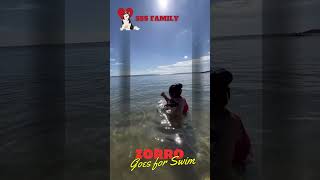 Beautiful Sunday, Zorro goes for swim #beautifulsunday #malamutelovers #malamute #sanurbeach