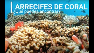 Componentes de un arrecife de coral