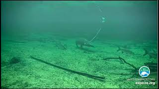 Manatee Water Wings