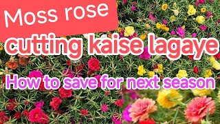 Moss rose care/cutting kaise lagaye/save for next season#thegrounddiaries #gardening #mossroseplant