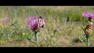 Bastardsvärmare (Zygaena viciae)  macrolepid