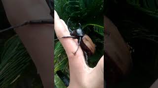 huge 5 horned rhino beetle