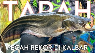 Rekor mancing ikan tapah saya di kalimantan barat part 2 @kualantfishing