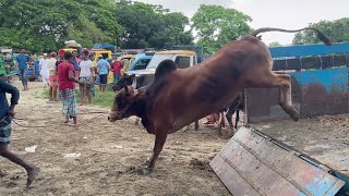 qurbani eid 2022: cow unloading at very popular paragram cattle market