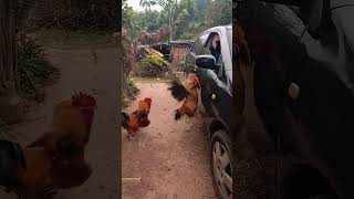 What do the two roosters see in the car? #shorts #car