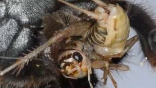 Tarantula Preys On Cricket (View From Underneath)  (Warning: May be disturbing to some viewers)