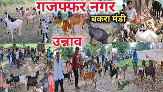 गजफ्फर नगर बकरा मंडी उन्नाव |Gajaffar Nagar Bakra Mandi 2024 |Unnao Bakra Mandi 2024