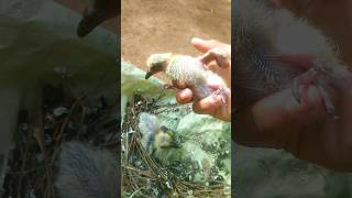 🤩cute piegon bird's babies 🕊️!!#piegons #babies #youtubeshorts #birds