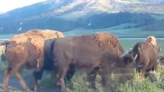 Buffalo Bison Herd  Yellowstone National Park