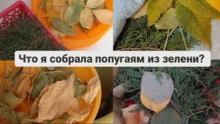 Что я собрала попугаям из зелени?