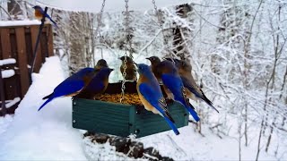 Eastern Bluebird, blending with the ocean, gather in large flocks to defend territory in winter