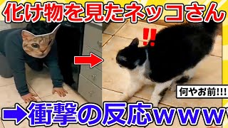 【2ch動物スレ】巨大猫に変装した飼い主がネッコを待ち伏せ→結果ｗｗｗｗ