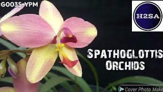 Worlds Most Beautiful Flowers - Spathoglottis plicata ( Ground Orchid ) H2SA Code:G003S-YPM