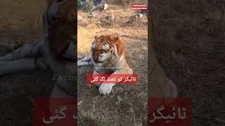 Leopard Got Cold | چیتے کو ٹھنڈ لگ گئی #shorts