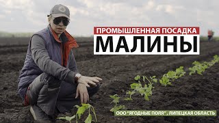 Промышленная посадка малины (ООО "Ягодные поля")