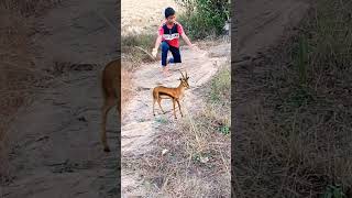 Deer 🦌 catching satakosia jungle animals vfx funny my village jungle #wildlife #animals #nature#vfx