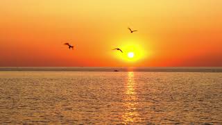 Sunrise, Odessa 2021, seagulls in 4K