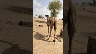 A camel is standing in the sun