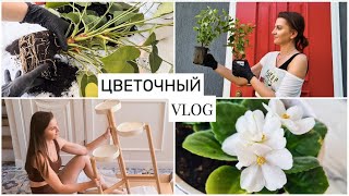 Купила 20 ГОРТЕНЗИЙ😳 Пересаживаю КОМНАТНЫЕ растения🌿