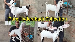 Zaffran Breedline | Pure Gulabi & Ablaq Quality Hyderabadi Goats | Habib Omer bhai | Hyderabad