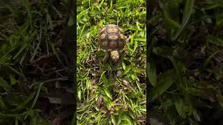 Day7 #shortvideo2024 #sulcatatortoise #tortoise #