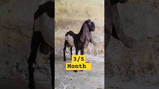 HYDERABADI GOAT🐐TOP QUALITY MALE KID AVAILABLE