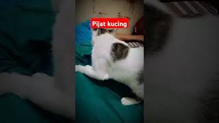 Pijat kucing #cat #oyenbarbar #oyenbesar#catlover #cute #pecintakucing #kucinglucu