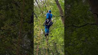 Klettern in den Himmel - Höher als das Licht - Freiheit in den Ästen - Ich verliere nie die Sicht