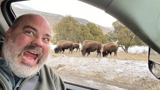 Yellowstone 2023